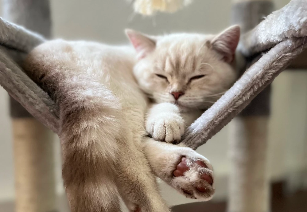 best smart pet camera